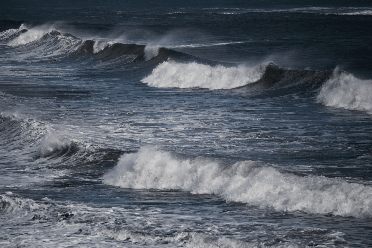 The SEACELL Collection